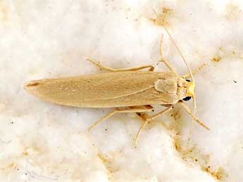 Indalia marcida Mann adulte - �Friedmar Graf