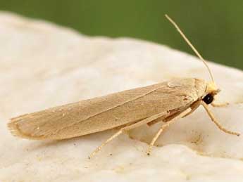 Indalia marcida Mann adulte - �Friedmar Graf