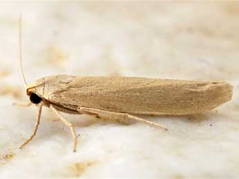 Indalia marcida Mann adulte - �Friedmar Graf