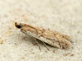 Phycitodes maritima Tengst. adulte - �Nicole Lepertel