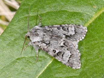 Acronicta menyanthidis Esp. adulte - �Philippe Mothiron