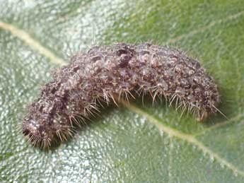  Chenille de Apaidia mesogona God. - �Lucas Roger