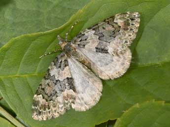 Chloroclysta miata L. adulte - �Philippe Mothiron