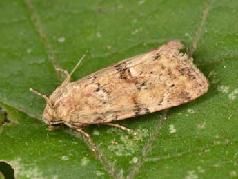 Photedes minima Hw. adulte - �Philippe Mothiron