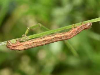  Chenille de Epirrhoe molluginata Hb. - �Philippe Mothiron