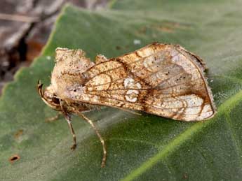 Polychrysia moneta F. adulte - �Philippe Mothiron