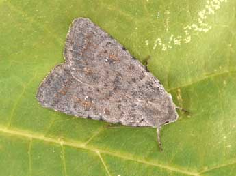 Caradrina montana Brem. adulte - �Philippe Mothiron