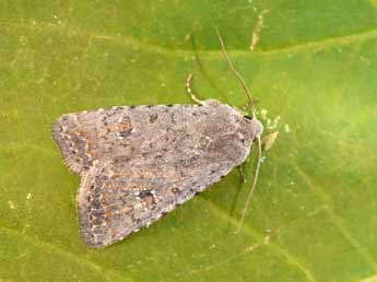 Caradrina montana Brem. adulte - �Philippe Mothiron