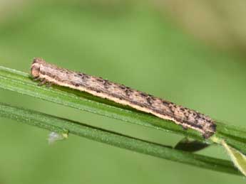  Chenille de Scotopteryx mucronata Scop. - �Philippe Mothiron