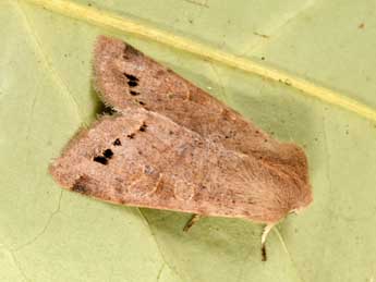 Anorthoa munda D. & S. adulte - �Philippe Mothiron