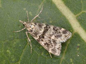 Eudonia murana Curt. adulte - �Philippe Mothiron