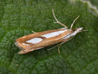 Catoptria myella Hb. adulte - �Philippe Mothiron