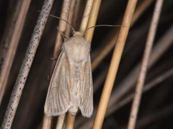 Unchelea myodea Rbr adulte - �Philippe Mothiron