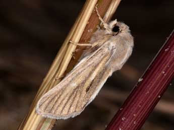 Unchelea myodea Rbr adulte - �Philippe Mothiron