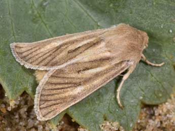 Unchelea myodea Rbr adulte - �Philippe Mothiron