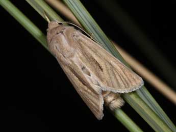 Unchelea myodea Rbr adulte - �Philippe Mothiron