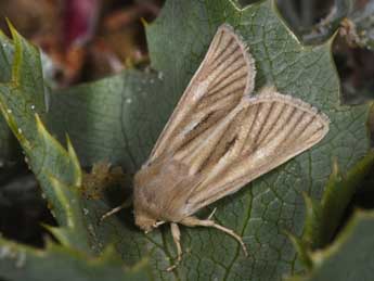 Unchelea myodea Rbr adulte - �Philippe Mothiron