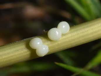  Oeuf de Unchelea myodea Rbr - �Philippe Mothiron