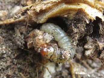  Chenille de Chamaesphecia mysiniformis Bsdv. - �Ruben Meert