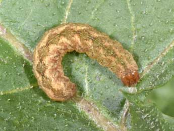  Chenille de Polia nebulosa Hfn. - �Philippe Mothiron