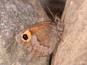 Erebia neoridas Bsdv. adulte - �Philippe Mothiron