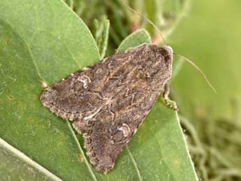 Luperina nickerlii Frr adulte - �Philippe Mothiron