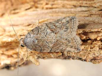 Garella nilotica Rogenhofer adulte - �Wolfgang Wagner, www.pyrgus.de