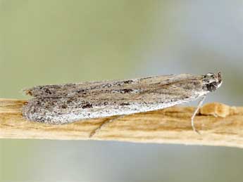 Homoeosoma nimbellum Dup. adulte - �Friedmar Graf