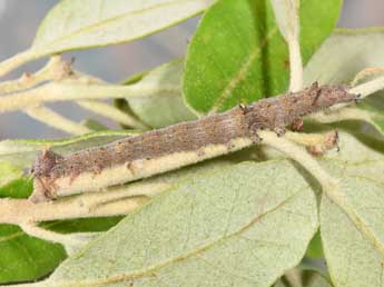  Chenille de Catocala nymphagoga Esp. - �Philippe Mothiron