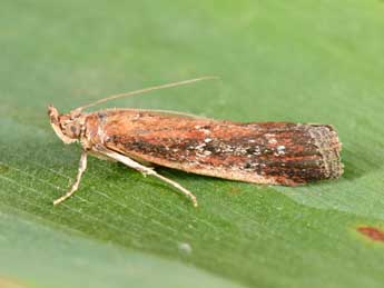 Uncinus obductellus Z. adulte - �Philippe Mothiron