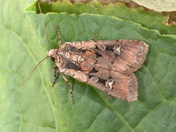 Euxoa obelisca D. & S. adulte - �Philippe Mothiron