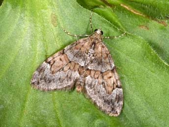 Thera obeliscata Hb. adulte - �Philippe Mothiron