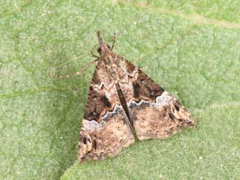 Hypena obsitalis Hb. adulte - �Philippe Mothiron