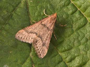 Bostra obsoletalis Mann adulte - �Philippe Mothiron