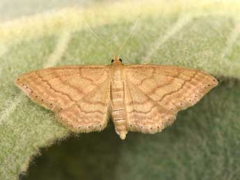 Idaea ochrata Scop. adulte - �Philippe Mothiron