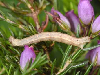  Chenille de Idaea ochrata Scop. - �Philippe Mothiron