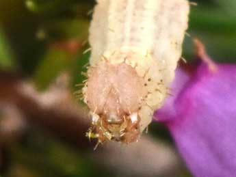  Chenille de Idaea ochrata Scop. - �Philippe Mothiron