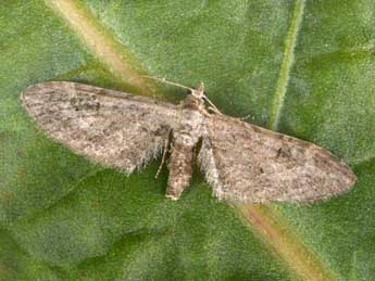 Eupithecia ochridata Sch. & Pink. adulte - �Philippe Mothiron