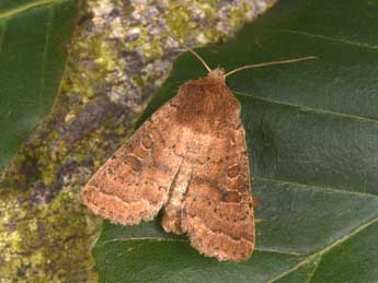 Hoplodrina octogenaria Gze adulte - �Philippe Mothiron