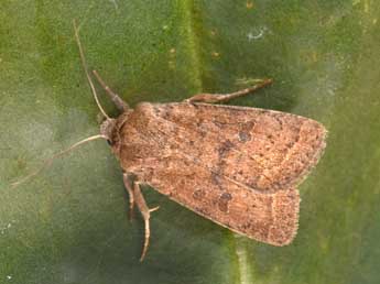 Hoplodrina octogenaria Gze adulte - �Philippe Mothiron