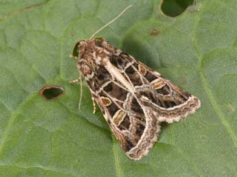 Leucochlaena oditis Gey. adulte - �Philippe Mothiron