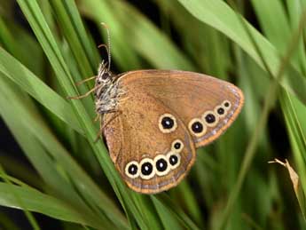 Coenonympha oedippus F. adulte - �Philippe Mothiron