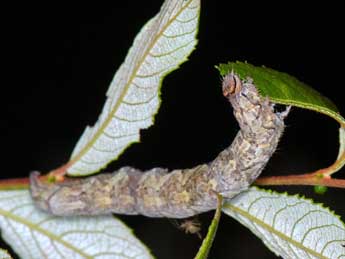  Chenille de Catocala optata God. - �Jes�s Tiz�n Taracido