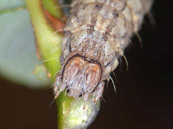  Chenille de Catocala optata God. - �Jes�s Tiz�n Taracido