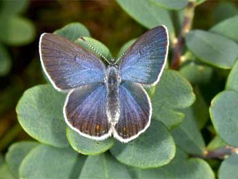 Agriades optilete Knoch adulte - �Wolfgang Wagner, www.pyrgus.de