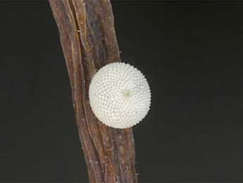  Oeuf de Agriades optilete Knoch - �Wolfgang Wagner, www.pyrgus.de