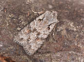 Lithophane ornitopus Hfn. adulte - �Philippe Mothiron