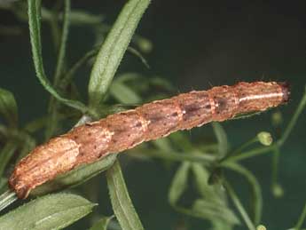  Chenille de Lampropteryx otregiata Metc. - �Kimmo Silvonen