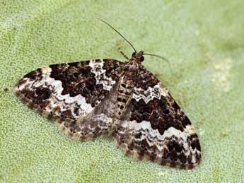 Xanthorhoe oxybiata Mill. adulte - �Daniel Morel