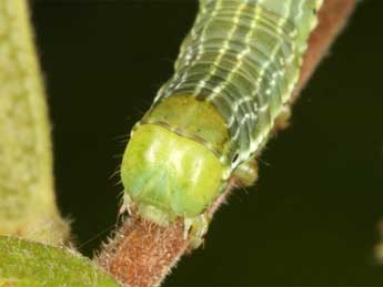  Chenille de Archiearis parthenias L. - �Wolfgang Wagner, www.pyrgus.de